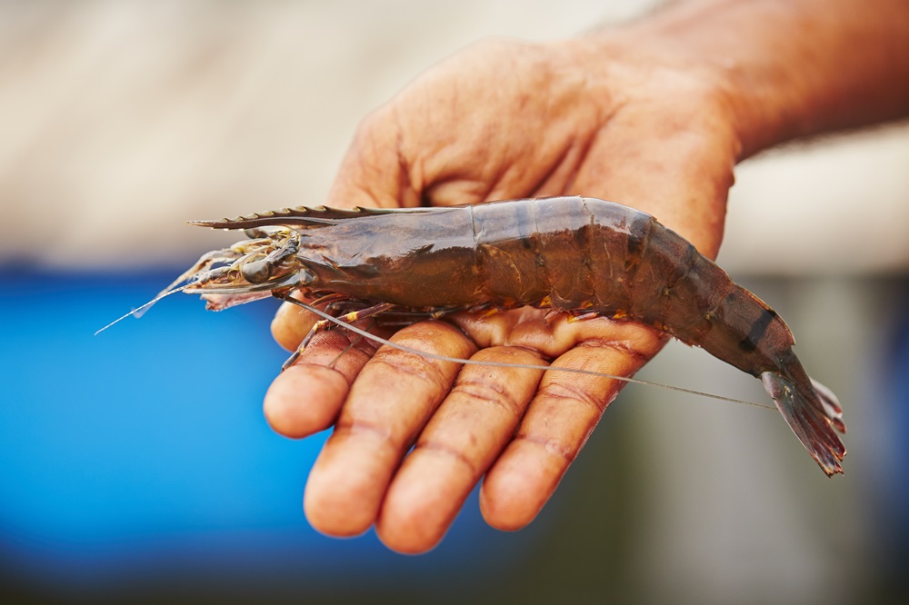 Jenis Jenis Dan Cara Budidaya Udang Air Tawar Harvesea