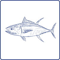 Tuna